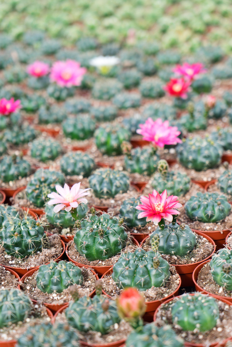 JOELIX.com | One million cactus plants