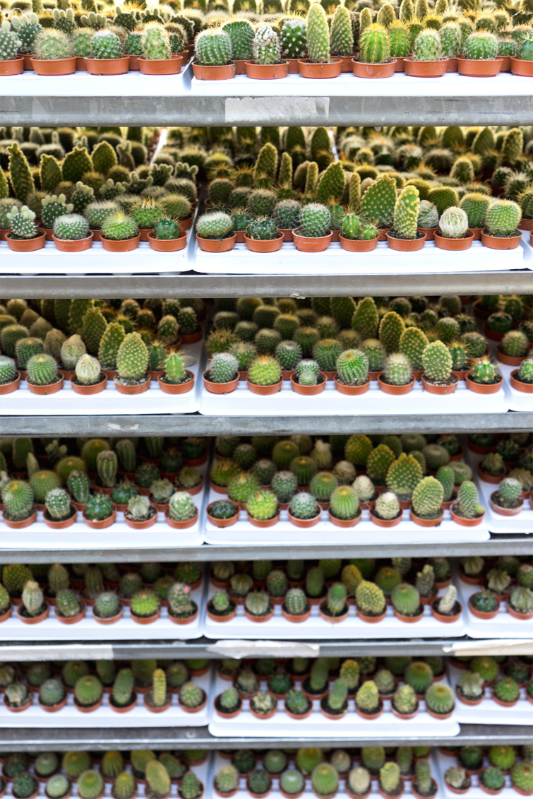 JOELIX.com | One million cactus plants