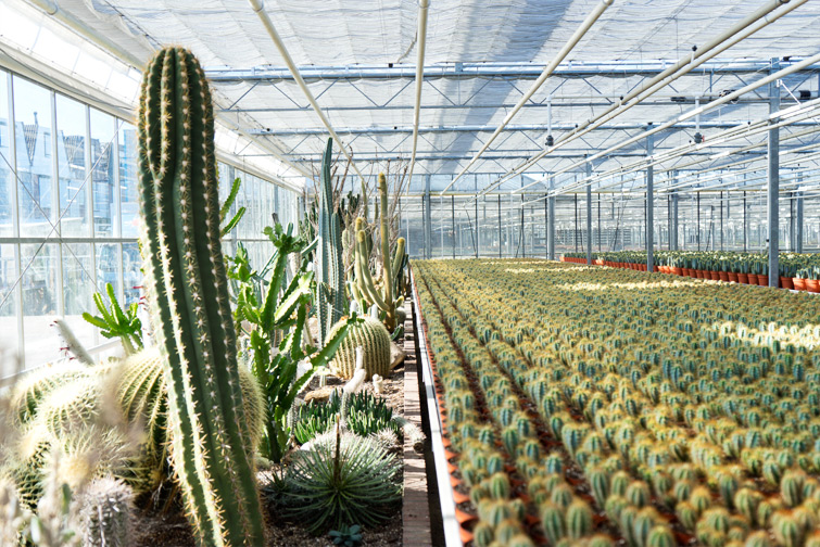 JOELIX.com | One million cactus plants