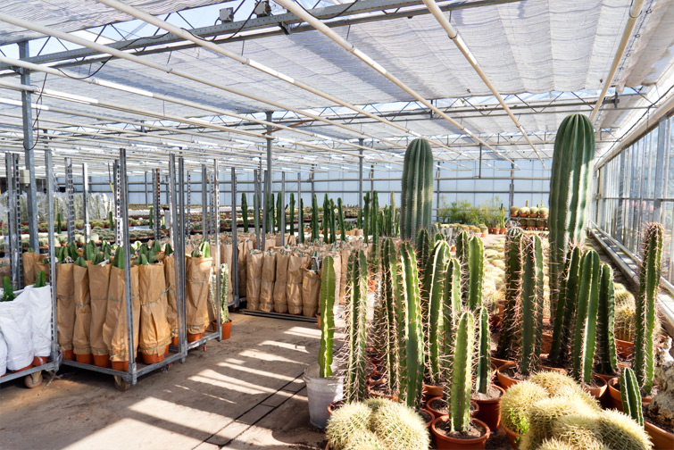 JOELIX.com | One million cactus plants