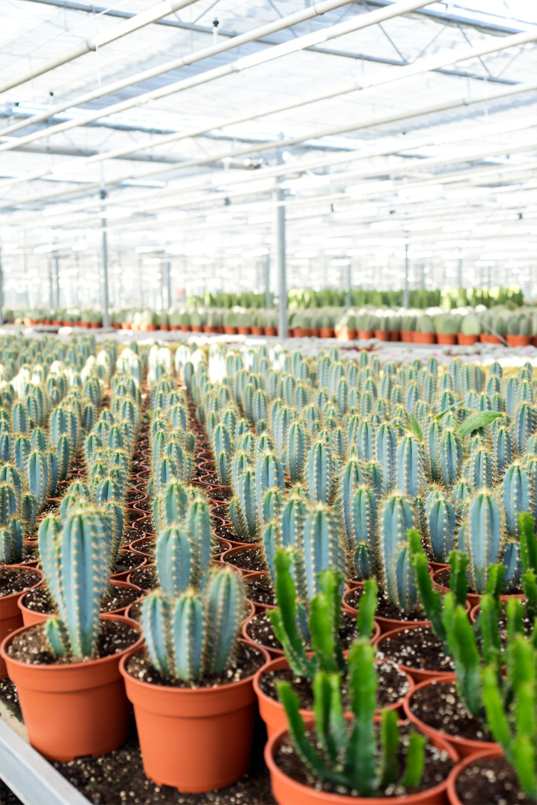 JOELIX.com | One million cactus plants