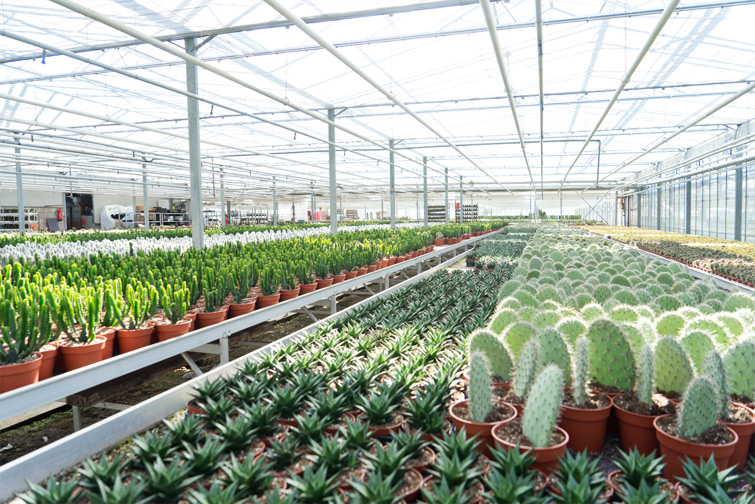 JOELIX.com | One million cactus plants