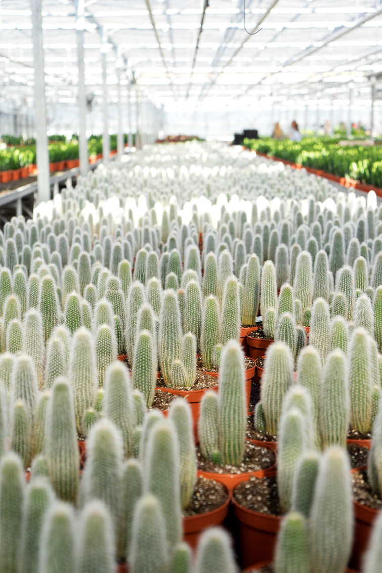 JOELIX.com | One million cactus plants