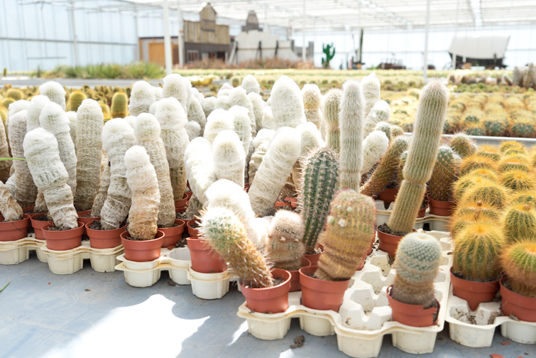 JOELIX.com | Cactus Oase Ruurlo