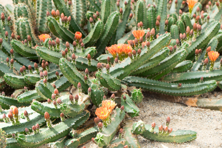 JOELIX.com | Cactus Oase Ruurlo