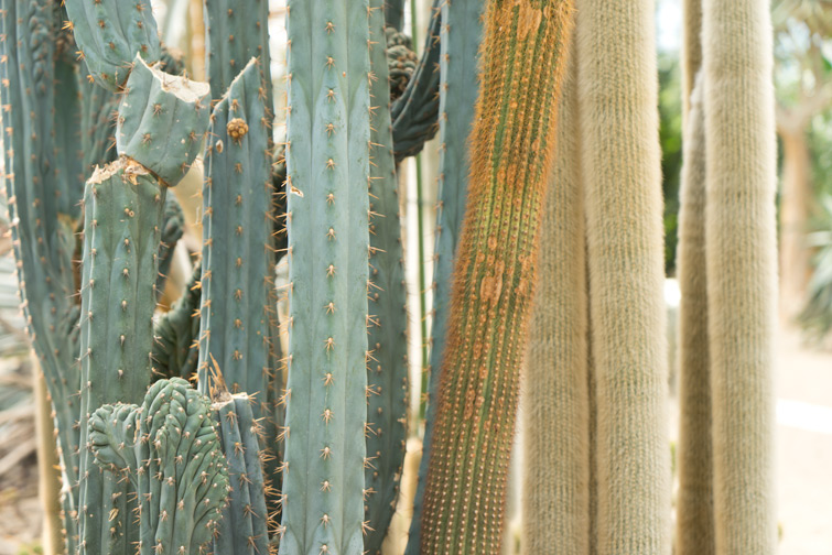 JOELIX.com | Cactus Oase Ruurlo