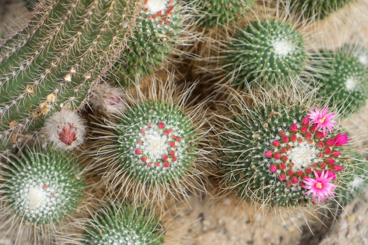 JOELIX.com | Cactus Oase Ruurlo