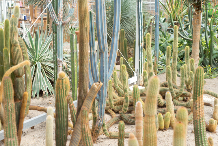 JOELIX.com | Cactus Oase Ruurlo