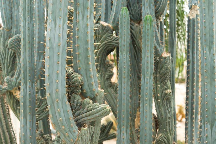 JOELIX.com | Cactus Oase Ruurlo