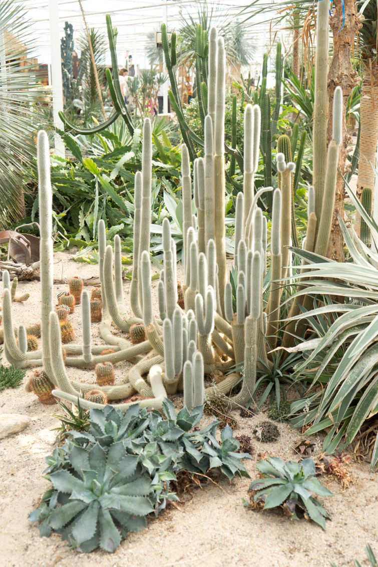 JOELIX.com | Cactus Oase Ruurlo