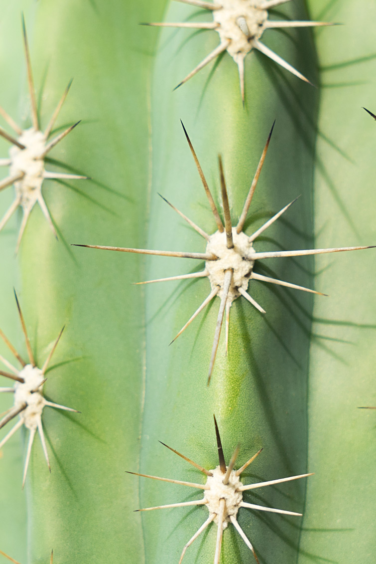 JOELIX.com | Urban Jungle Bloggers Botanical Zoom cactus