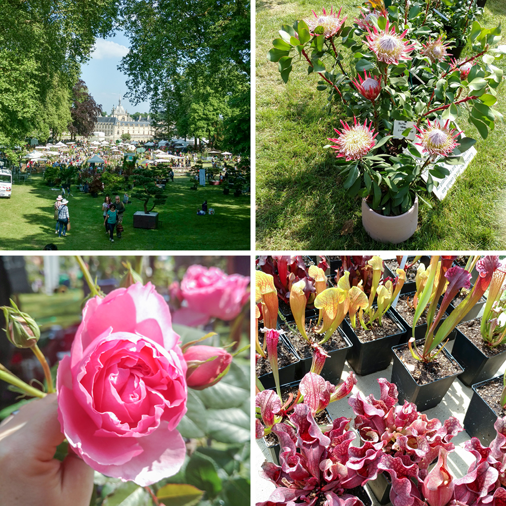 JOELIX.com | Journées des Plantes in Chantilly 2018 #journeesdesplantes #chantilly #succulents