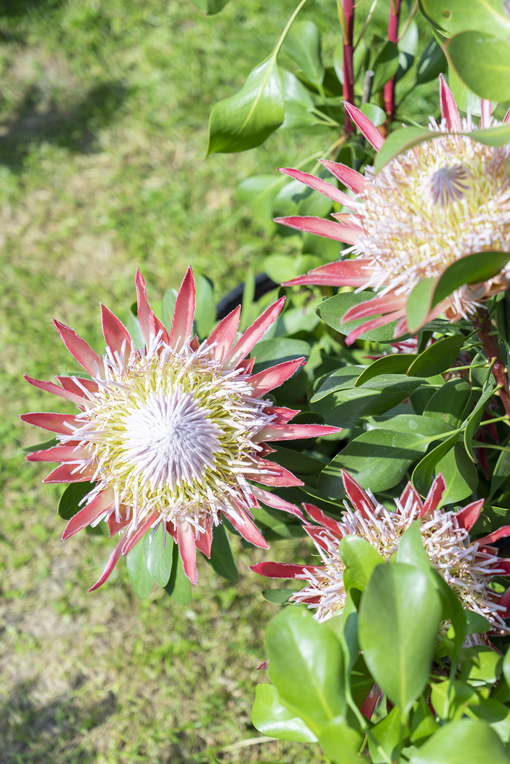 JOELIX.com | Journées des Plantes in Chantilly 2018 #journeesdesplantes #chantilly #succulents