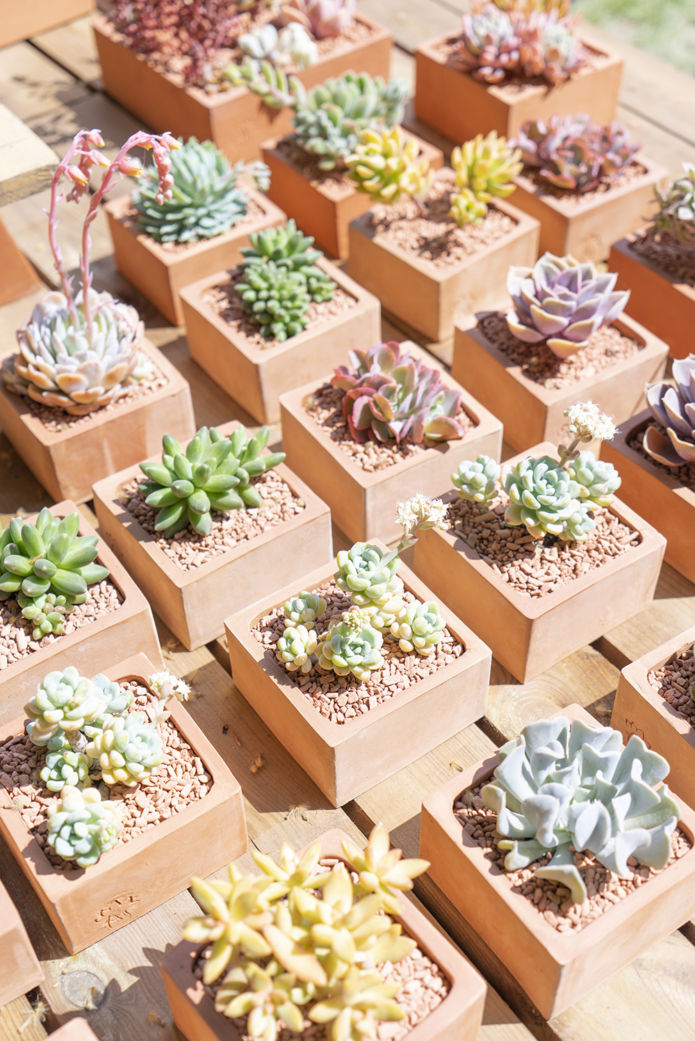 JOELIX.com | Journées des Plantes in Chantilly 2018 #journeesdesplantes #chantilly #succulents