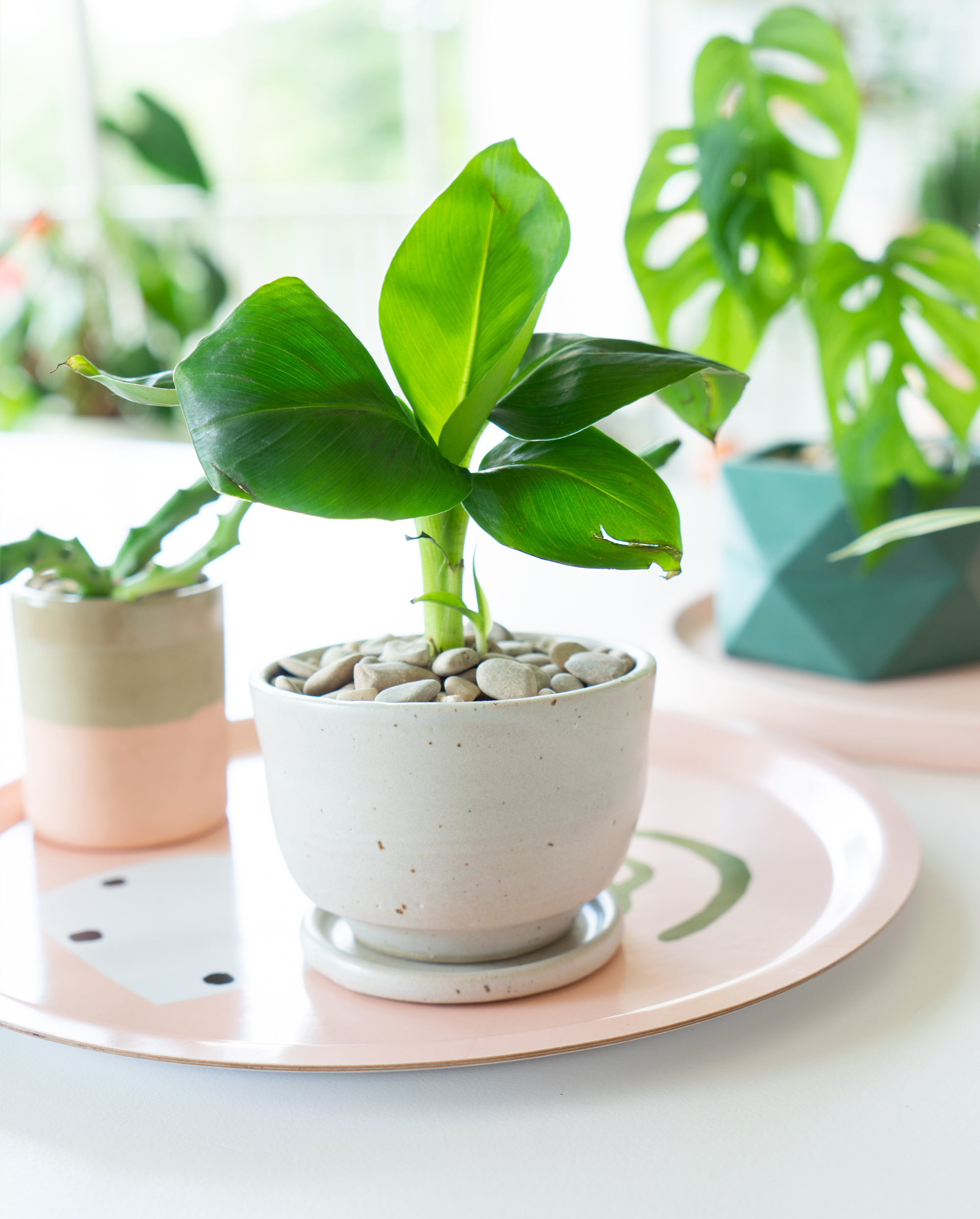 JOELIX.com | Pastel Paradise with concrete pots by House Raccoon #urbanjunglebloggers #houseraccoon #concretepots