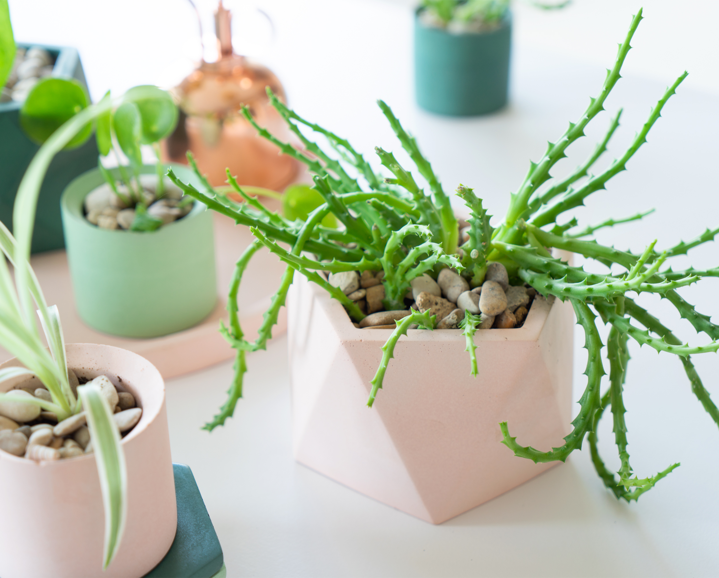 JOELIX.com | Pastel Paradise with concrete pots by House Raccoon #urbanjunglebloggers #houseraccoon #concretepots