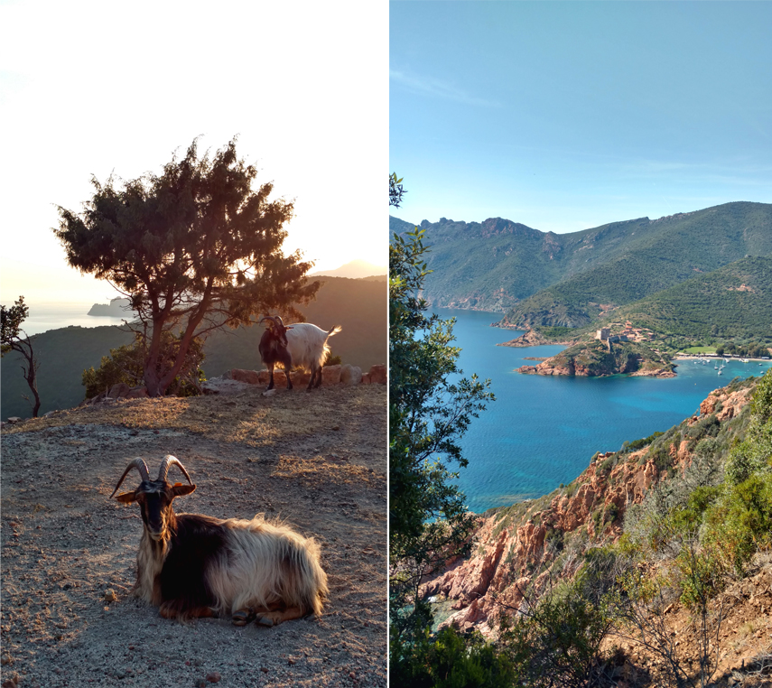 JOELIX.com | Corsica travel guide
