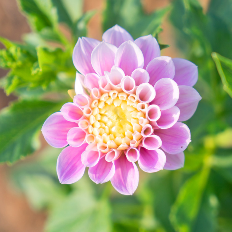 JOELIX.com | Dahlia love pink