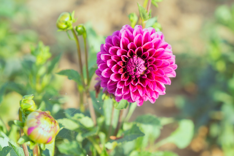 JOELIX.com | Dahlia love pink