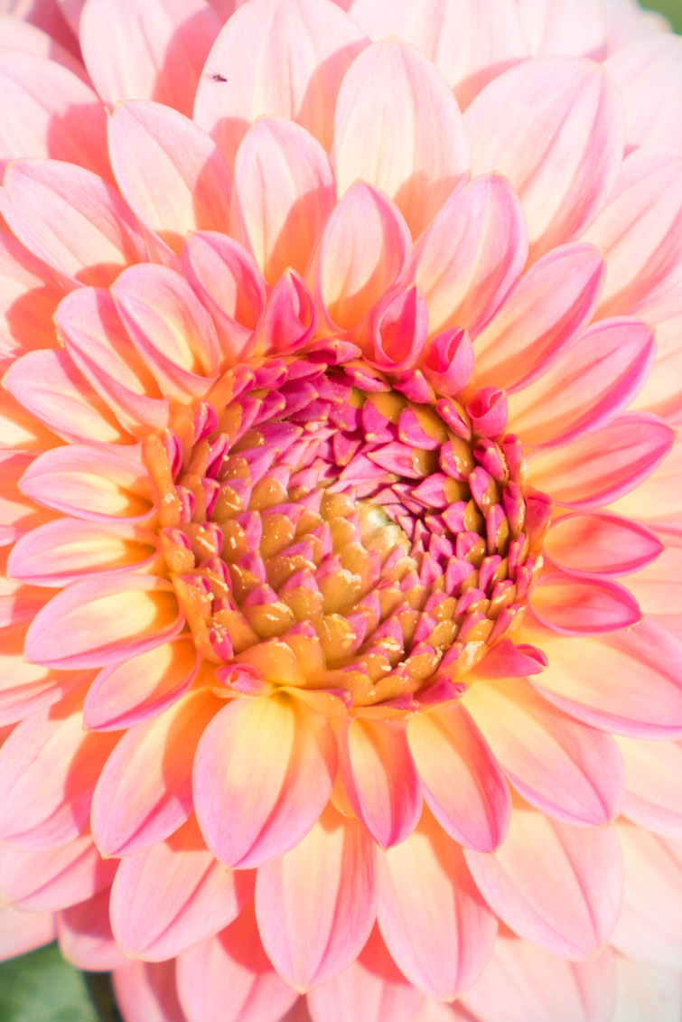 JOELIX.com | Dahlia love pink