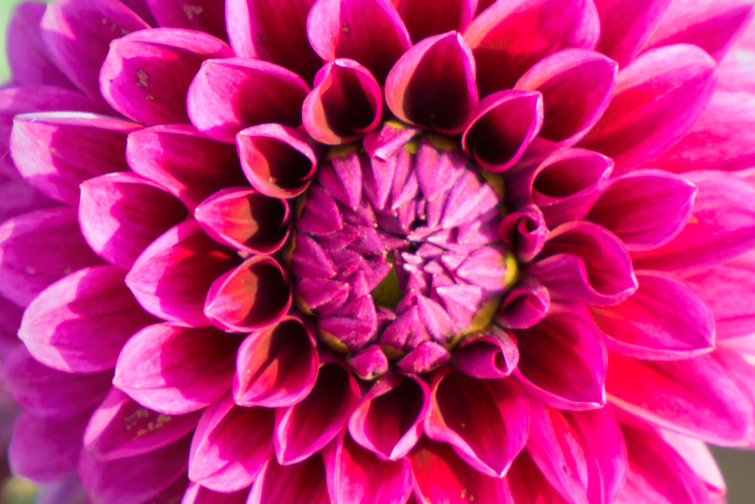 JOELIX.com | Dahlia love pink