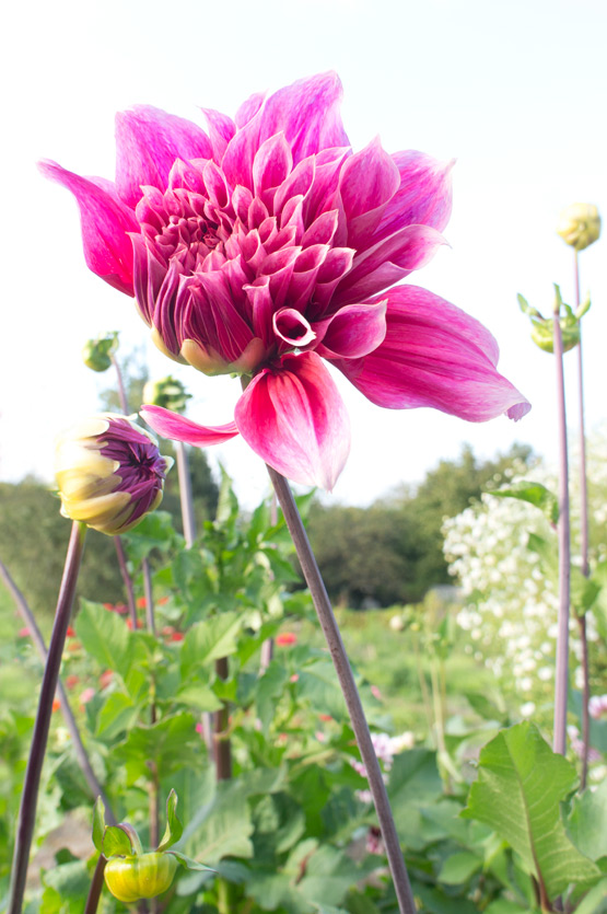 JOELIX.com | Deep pink dahlias