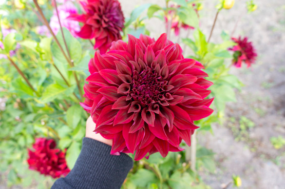 JOELIX.com | Deep red dahlia