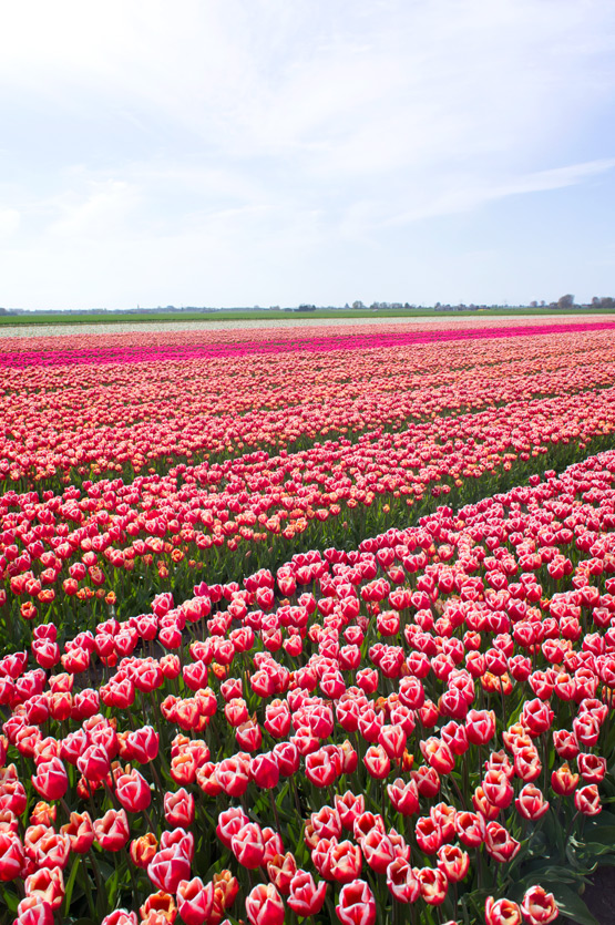 JOELIX.com | Dutch tulip fields