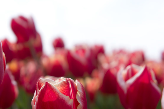 JOELIX.com | Dutch tulip fields