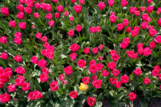 JOELIX.com | Dutch tulip fields