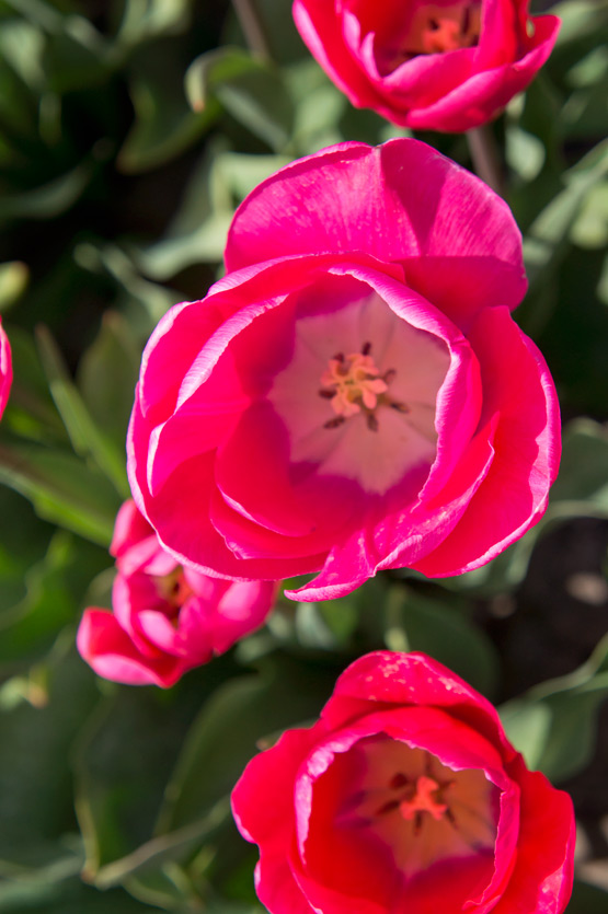 JOELIX.com | Dutch tulip fields