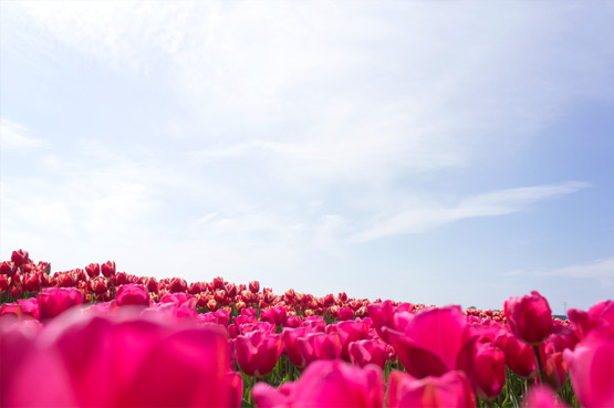 JOELIX.com | Dutch tulip fields