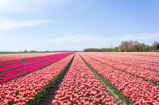 JOELIX.com | Dutch tulip fields