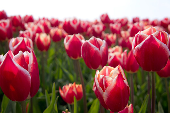 JOELIX.com | Dutch tulip fields