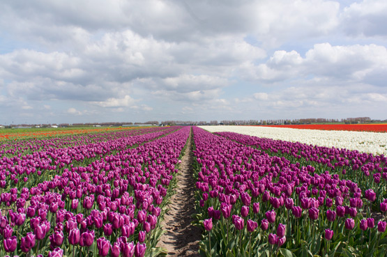 JOELIX.com | Dutch tulip fields