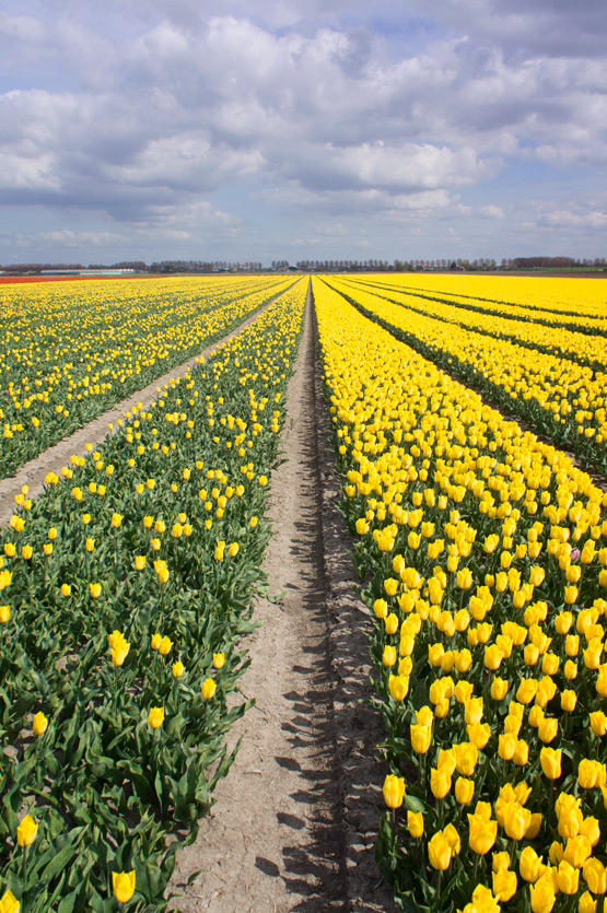 JOELIX.com | Dutch tulip fields