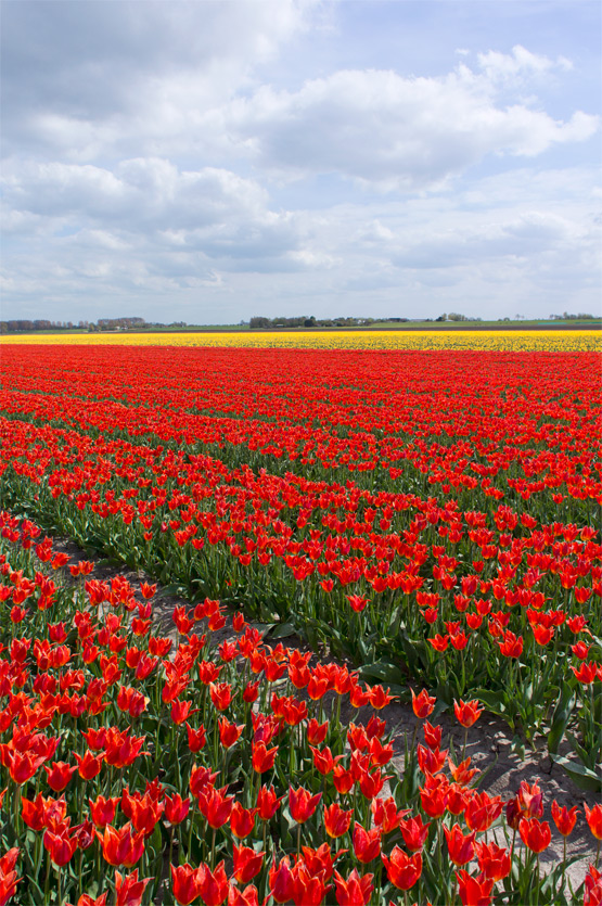 JOELIX.com | Dutch tulip fields