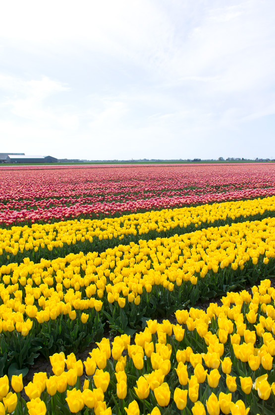 JOELIX.com | Dutch tulip fields