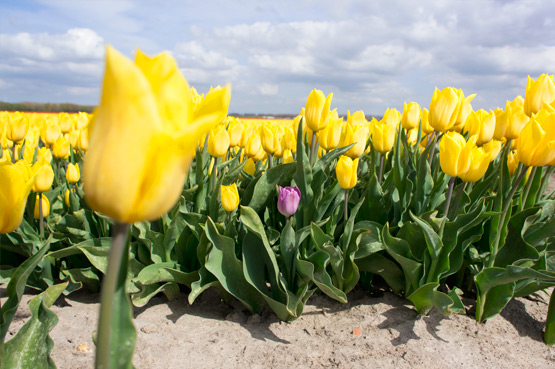 JOELIX.com | Dutch tulip fields