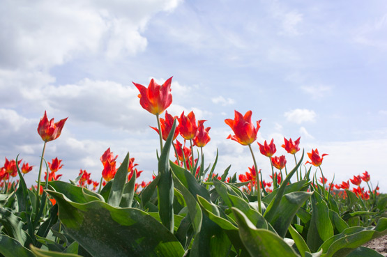 JOELIX.com | Dutch tulip fields