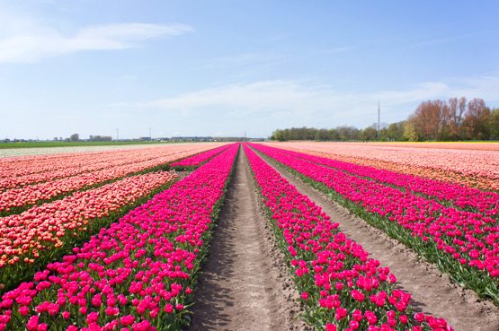 JOELIX.com | Dutch tulip fields