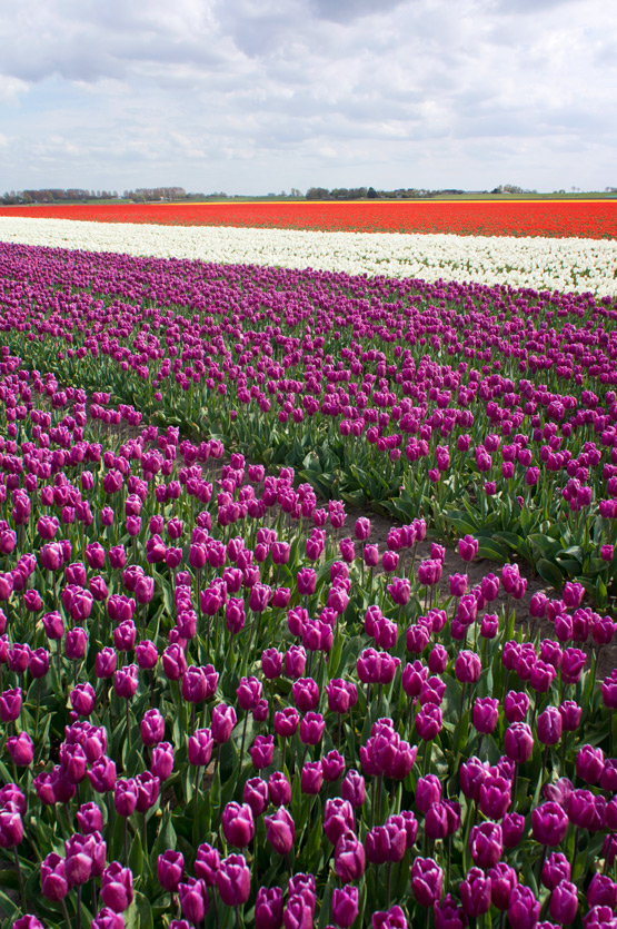 JOELIX.com | Dutch tulip fields