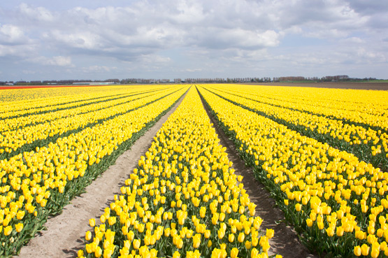 JOELIX.com | Dutch tulip fields