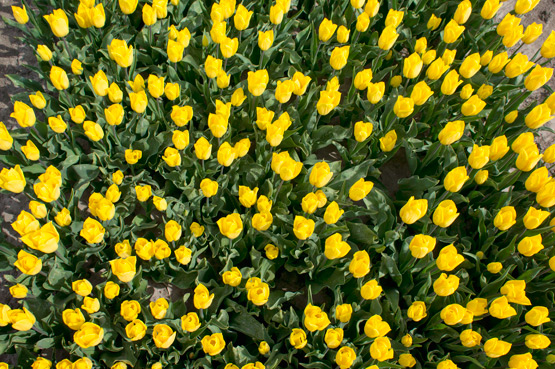 JOELIX.com | Dutch tulip fields