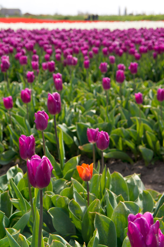 JOELIX.com | Dutch tulip fields