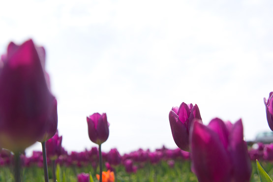 JOELIX.com | Dutch tulip fields