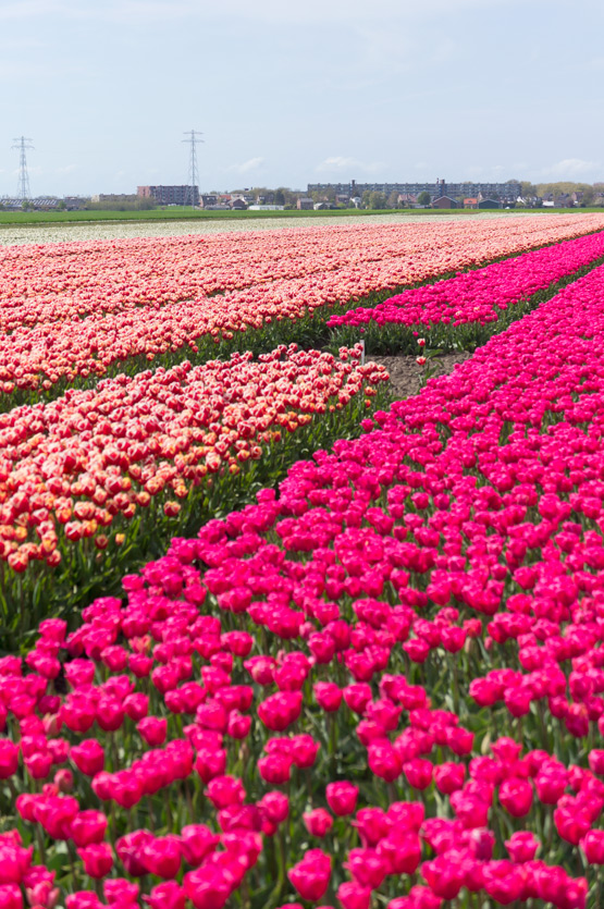 JOELIX.com | Dutch tulip fields