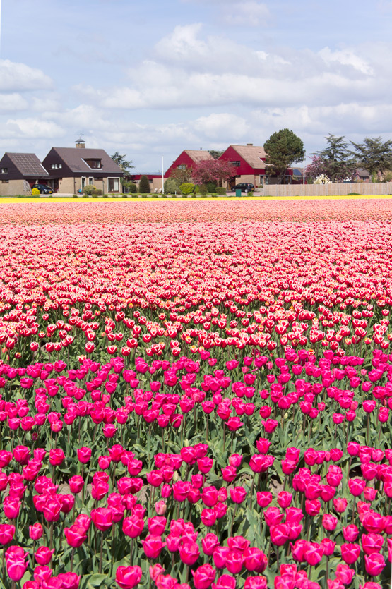 JOELIX.com | Dutch tulip fields