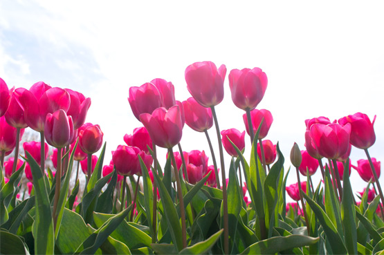 JOELIX.com | Dutch tulip fields