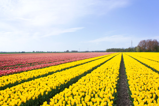JOELIX.com | Dutch tulip fields